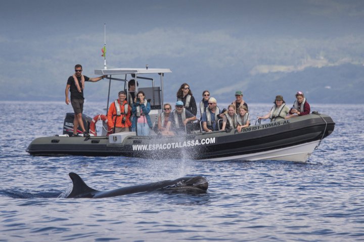 Wal- und Delfinbeobachtung auf Pico Island 3-stündige Kleingruppentour