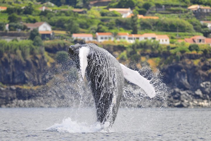 Wal- und Delfinbeobachtung auf Pico Island 3-stündige Kleingruppentour