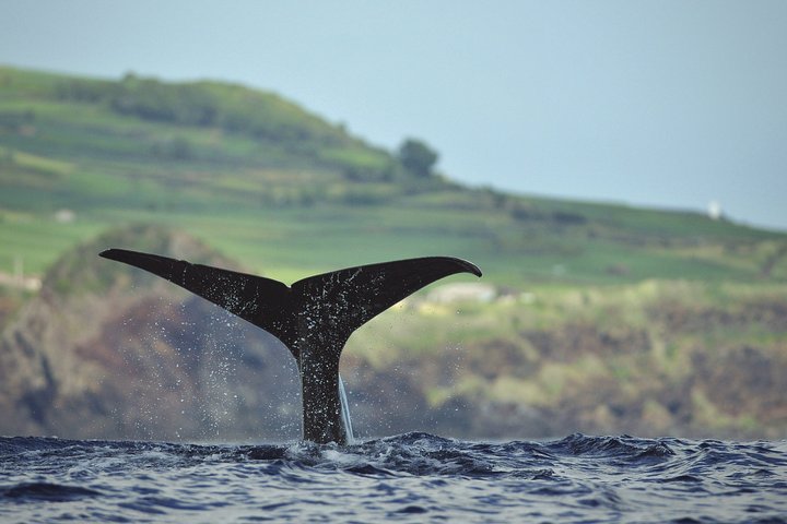 Wal- und Delfinbeobachtung auf Pico Island 3-stündige Kleingruppentour