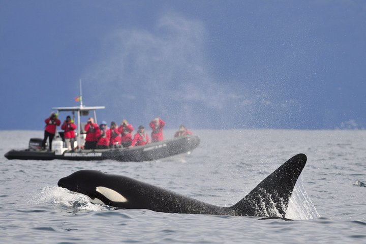 Wal- und Delfinbeobachtung auf Pico Island 3-stündige Kleingruppentour