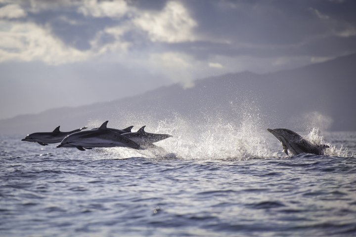 Wal- und Delfinbeobachtung auf Pico Island 3-stündige Kleingruppentour