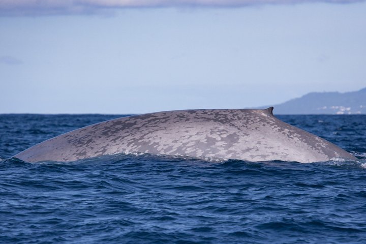Wal- und Delfinbeobachtung auf Pico Island 3-stündige Kleingruppentour