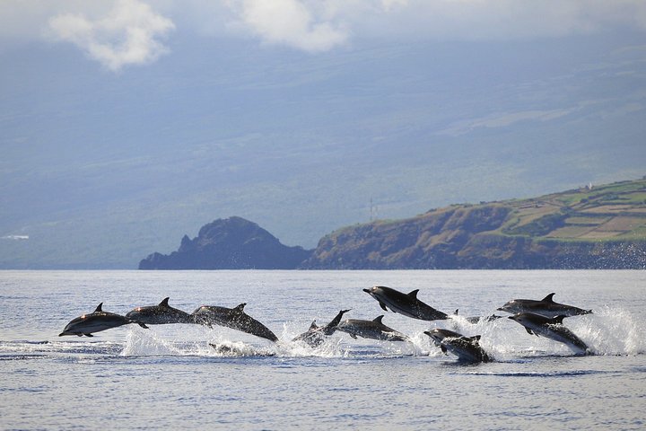Wal- und Delfinbeobachtung auf Pico Island 3-stündige Kleingruppentour