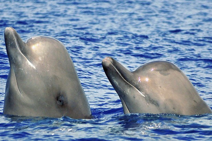 Wal- und Delfinbeobachtung auf Pico Island 3-stündige Kleingruppentour