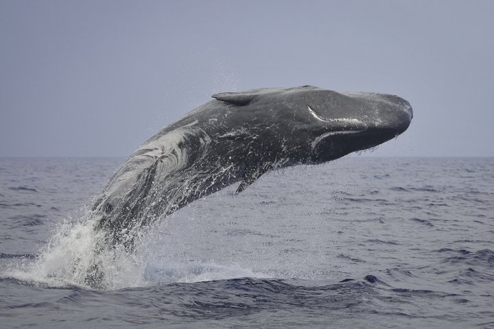 Wal- und Delfinbeobachtung auf Pico Island 3-stündige Kleingruppentour