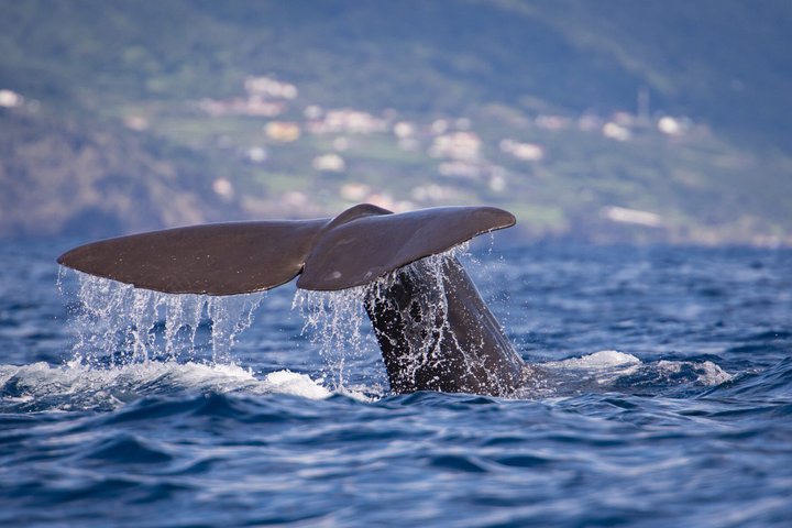 Wal- und Delfinbeobachtung auf Pico Island 3-stündige Kleingruppentour