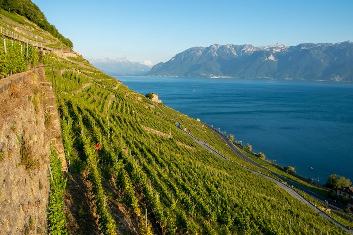 Lavaux UNESCO vingårder og vinsmaking Privat minibuss fra Montreux