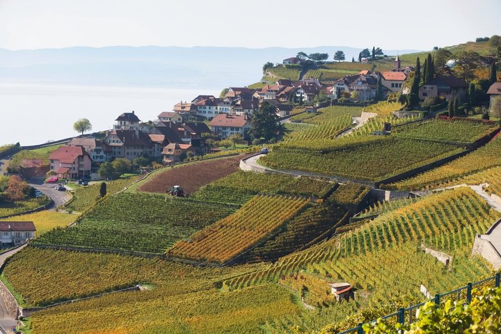 Lavaux UNESCO vingårder og vinsmaking Privat minibuss fra Montreux