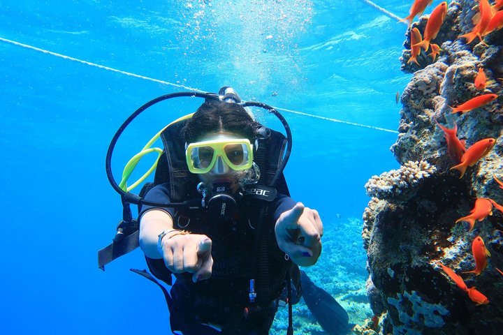 Snorkeling sull'isola di Tiran, crociera subacquea e pranzo - Sharm el Sheik