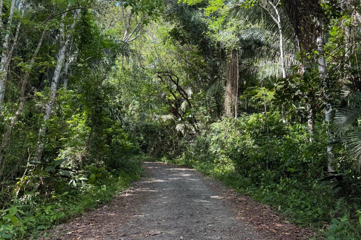 Udforsk Panama-kanalen og Gatun-søen med Rainforest Jungle Walk