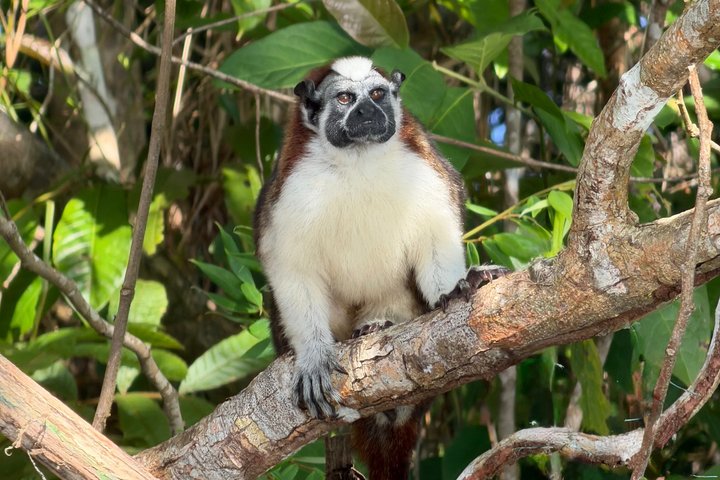 Udforsk Panama-kanalen og Gatun-søen med Rainforest Jungle Walk