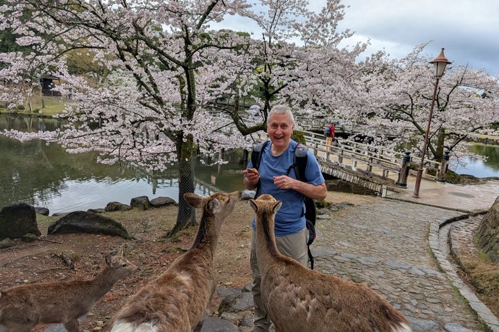 Excursion d'une journée à Nara au départ d'Osaka en voiture privée avec Guide licencié