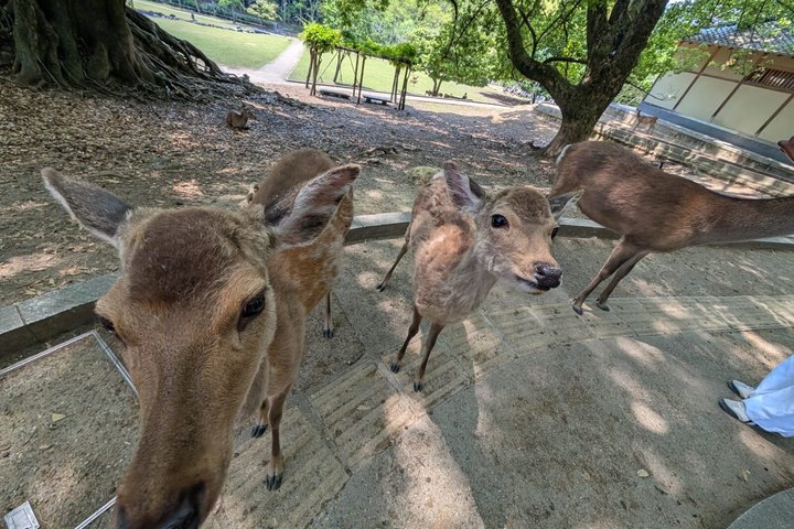 Excursion d'une journée à Nara au départ d'Osaka en voiture privée avec Guide licencié