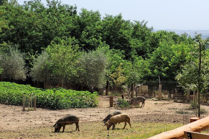Montepulciano : Tour por la Granja Cinta Senese, Degustación de alimentos & vinos