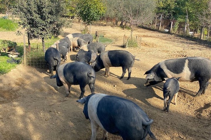 Montepulciano : Tour por la Granja Cinta Senese, Degustación de alimentos & vinos