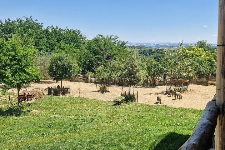 Montepulciano : Tour por la Granja Cinta Senese, Degustación de alimentos & vinos