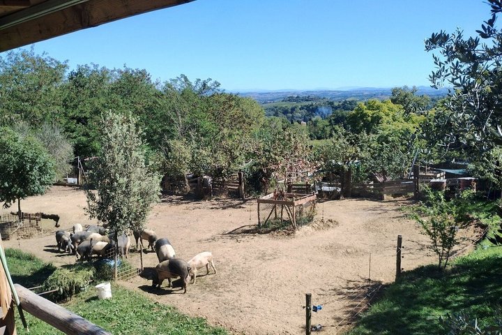 Montepulciano : Tour por la Granja Cinta Senese, Degustación de alimentos & vinos