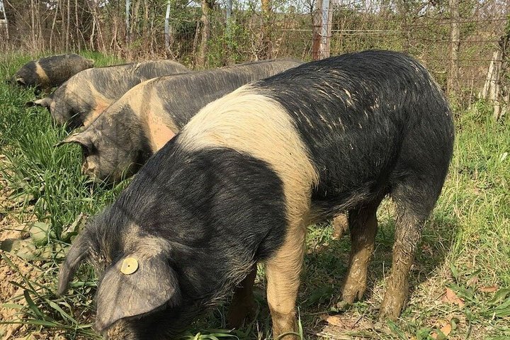 Montepulciano : Tour por la Granja Cinta Senese, Degustación de alimentos & vinos