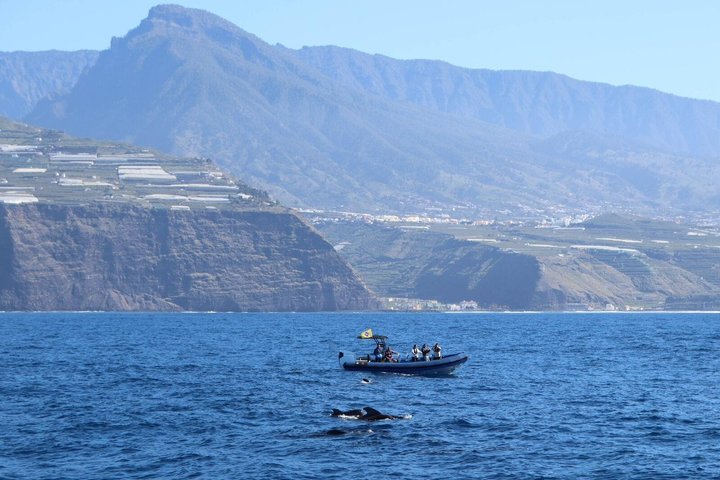 Kystutflukt med hvalsafari på øya La Palma