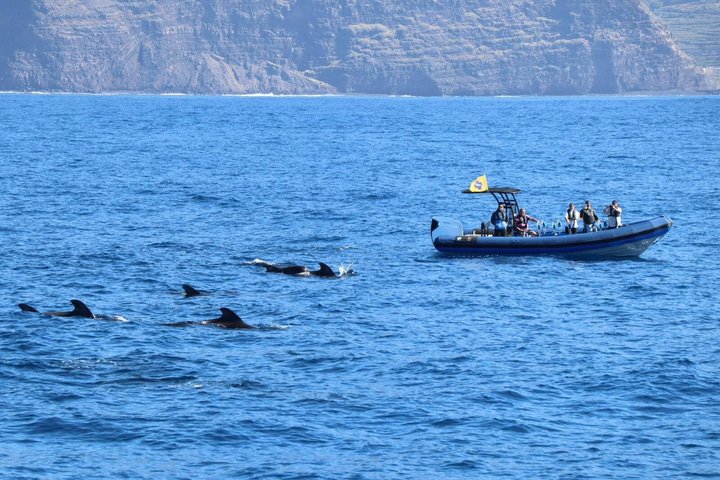 Kystutflukt med hvalsafari på øya La Palma