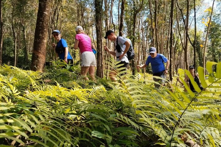 Trekking privato nella giungla di Koh Chang con trasferimento in hotel