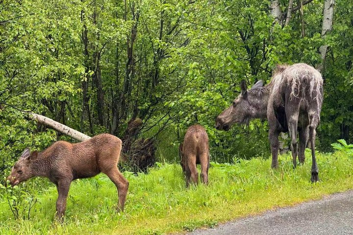 Seward kryssning Transfer med vilda djur och natursköna Tour till Anchorage