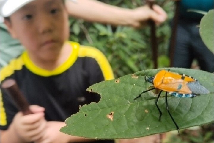 Trekking privato nella giungla di Koh Chang con trasferimento in hotel