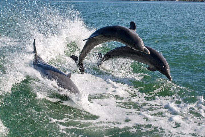 Crucero de aventuras por el Dolphin Racer en St. Pete