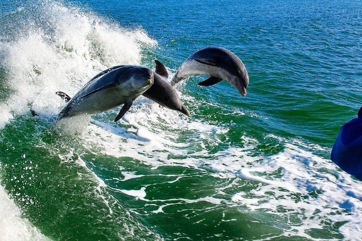 Crucero de aventuras por el Dolphin Racer en St. Pete