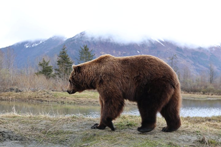 Seward kryssning Transfer med vilda djur och natursköna Tour till Anchorage
