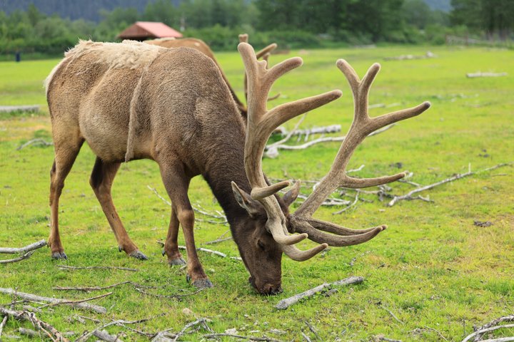 Seward kryssning Transfer med vilda djur och natursköna Tour till Anchorage