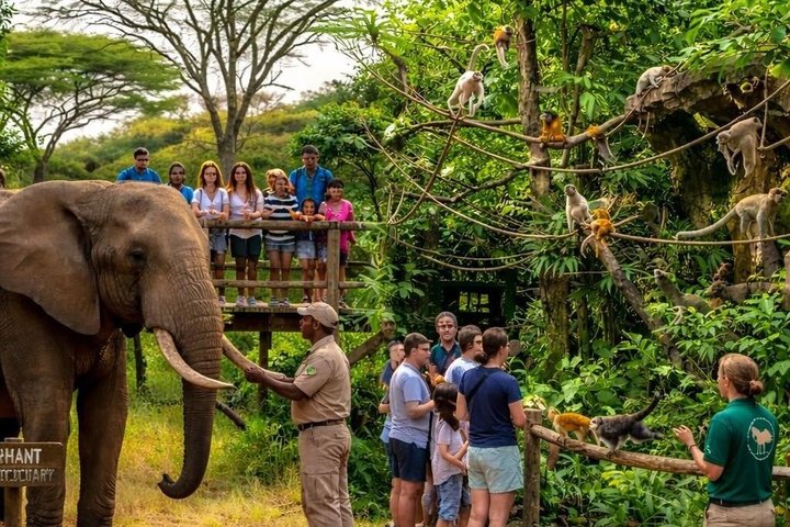 Tour zum Elefanten- und Affenschutzgebiet ab Johannesburg