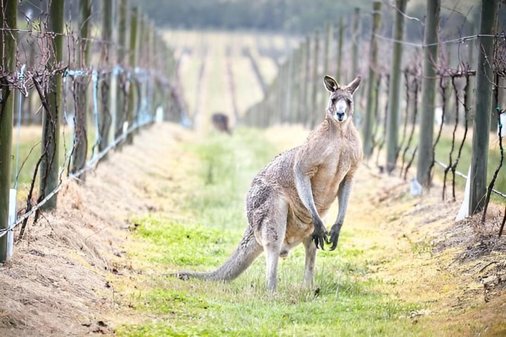 Restauranter i nærheten av Ultimate Yarra Valley Chandon, Soumah & DE Bortoli