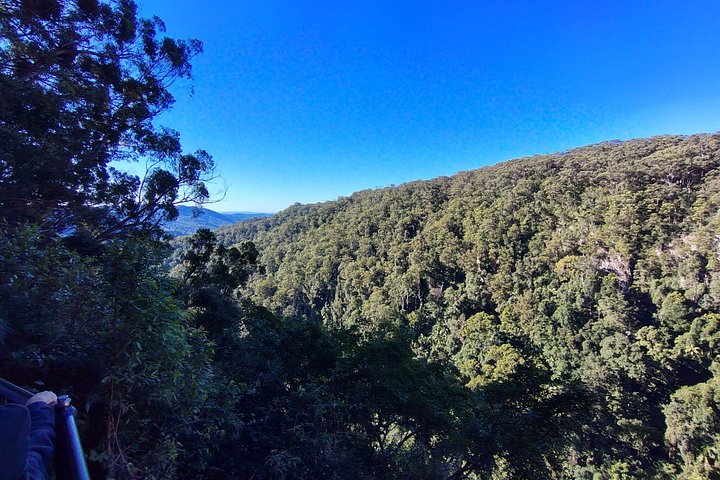 Private Gold Coast Wildlife Wasserfälle und Regenwald Tour