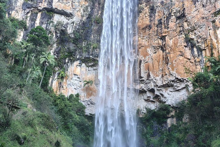 Private Gold Coast Wildlife Wasserfälle und Regenwald Tour