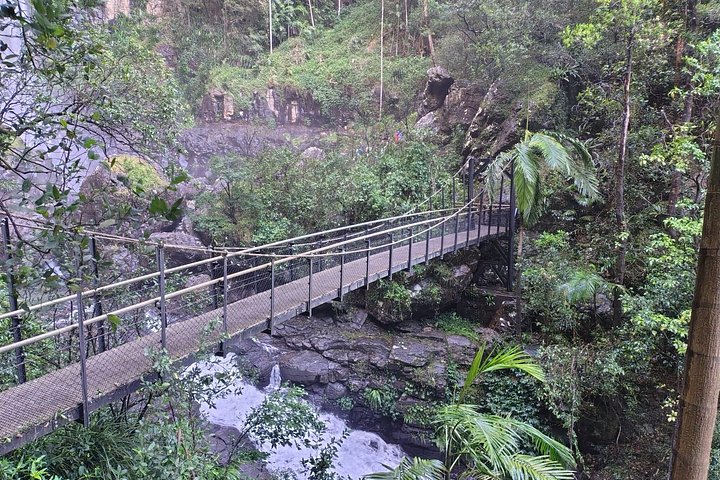 Private Gold Coast Wildlife Wasserfälle und Regenwald Tour