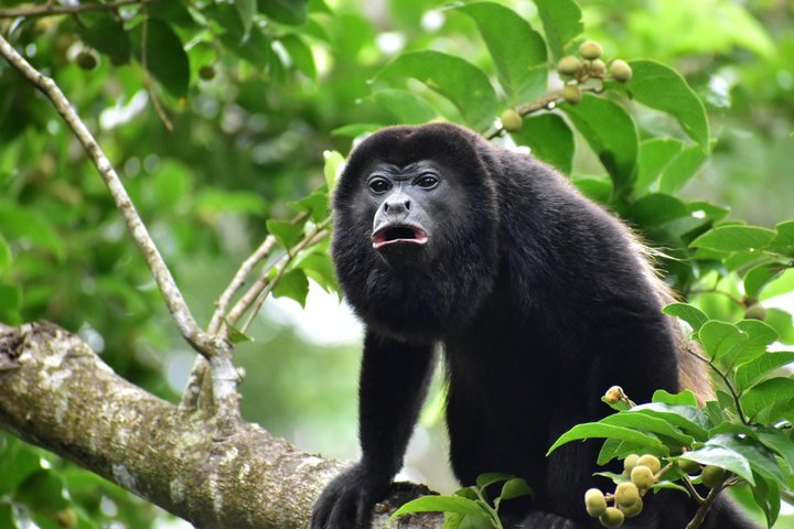 Sloth Watching & Wildlife, Coffee, Chocolate and Waterfall