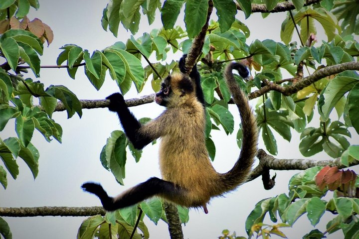 Sloth Watching & Wildlife, Coffee, Chocolate and Waterfall