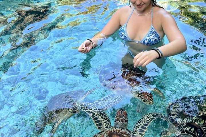 Natación con tortugas marinas y bosque de Jozani en Zanzíbar