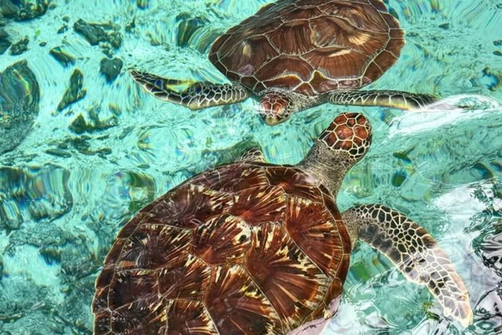 Natación con tortugas marinas y bosque de Jozani en Zanzíbar