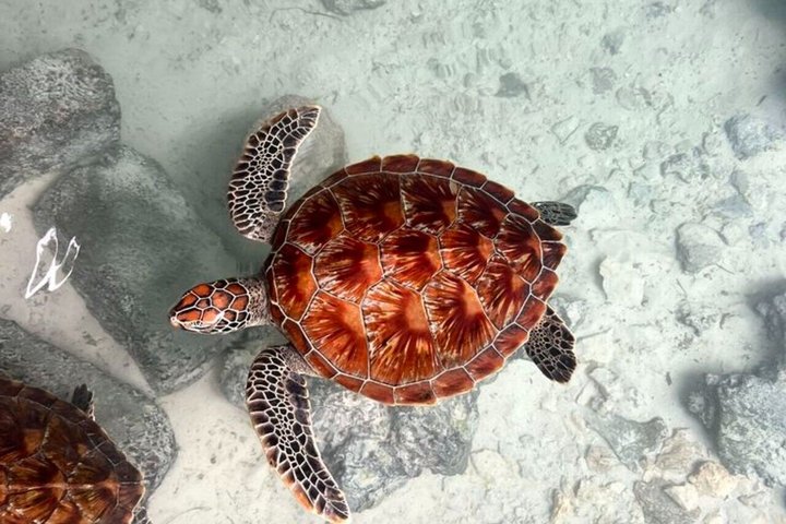 Natación con tortugas marinas y bosque de Jozani en Zanzíbar