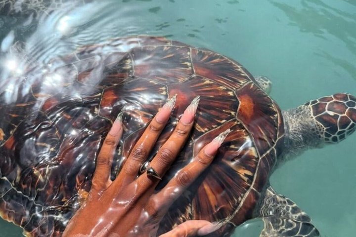 Natación con tortugas marinas y bosque de Jozani en Zanzíbar