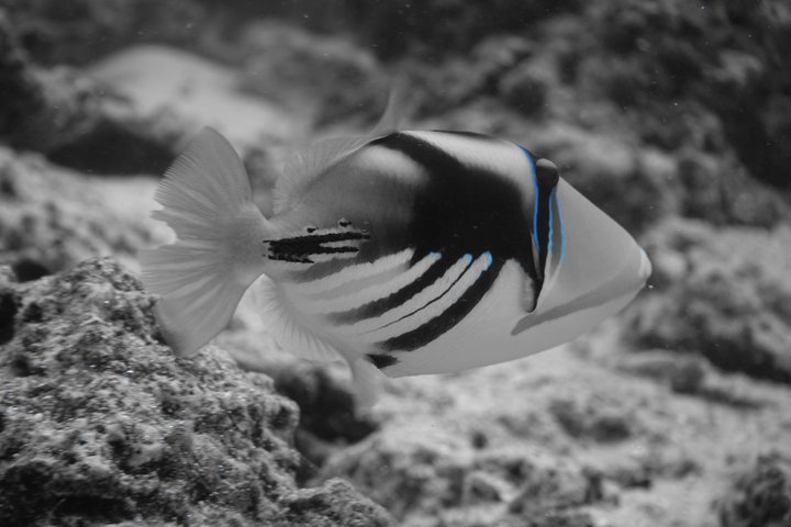 Sea Scooter Jet snorkling: svømme med skilpadder, stråler og haier