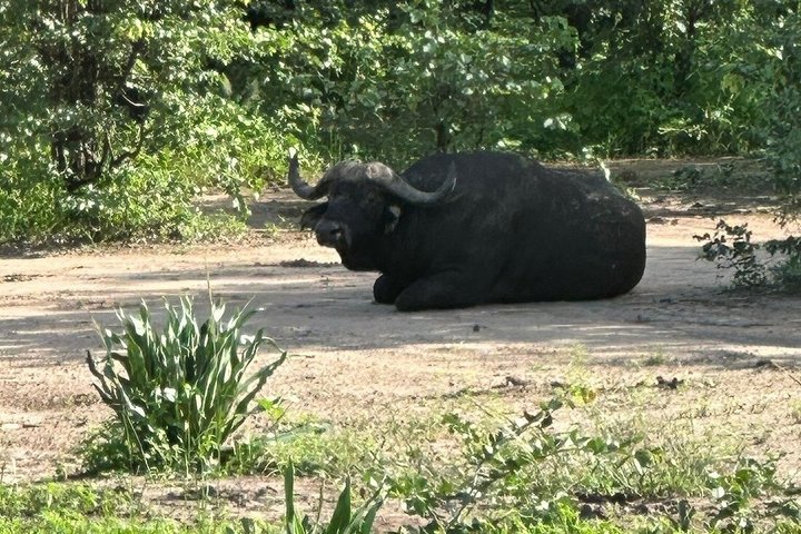 10-dagers safari i Malawi: Liwonde, Majete Big Five & Lake Malawi