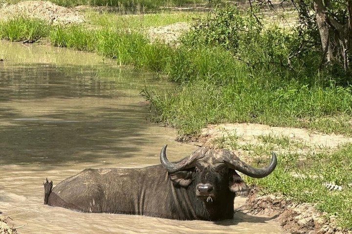 10-dagers safari i Malawi: Liwonde, Majete Big Five & Lake Malawi