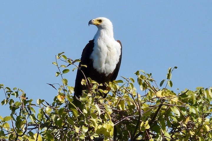 10-dagers safari i Malawi: Liwonde, Majete Big Five & Lake Malawi