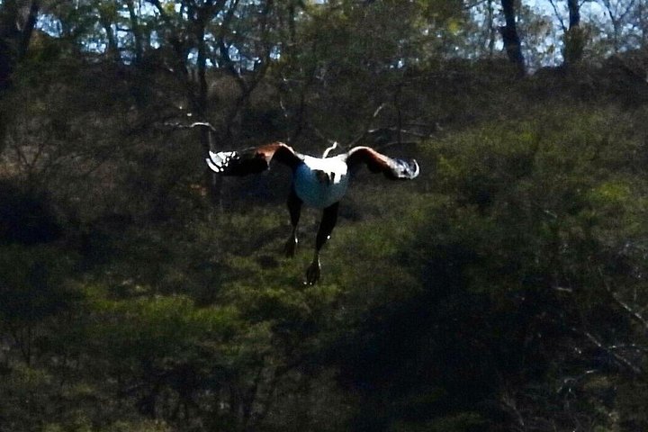 10-dagers safari i Malawi: Liwonde, Majete Big Five & Lake Malawi