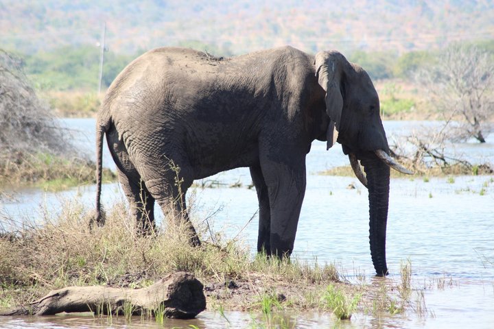 10-dagers safari i Malawi: Liwonde, Majete Big Five & Lake Malawi