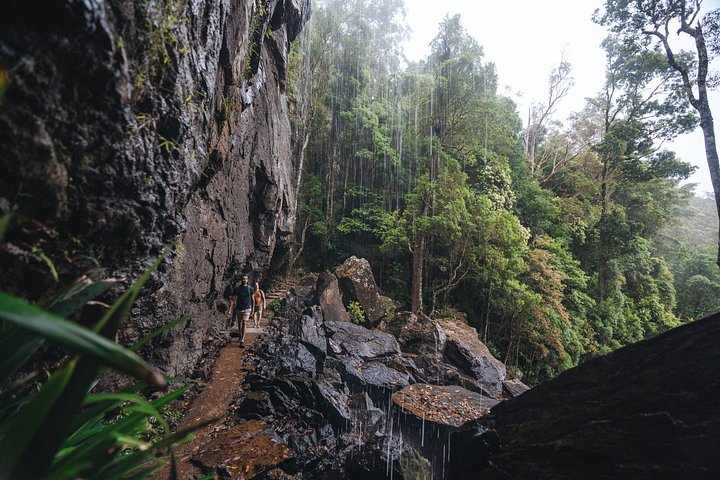 Private Gold Coast Wildlife Wasserfälle und Regenwald Tour