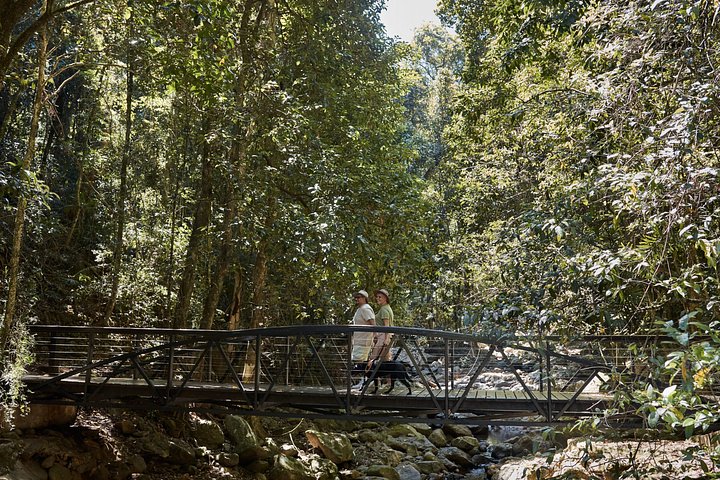 Private Gold Coast Wildlife Wasserfälle und Regenwald Tour